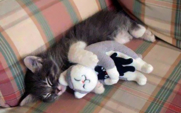 как технологии изменили жизнь кошек 