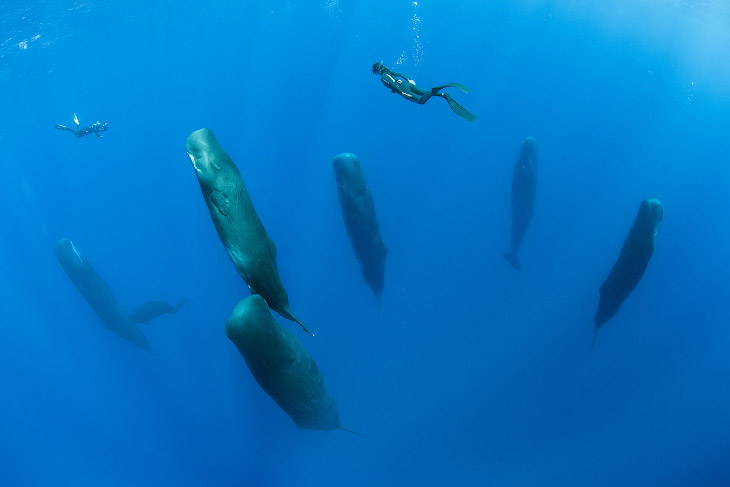 Победители конкурса BigPicture Natural World Photography 2017