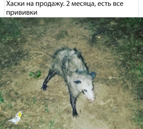 Свежие прикольные картинки Свежие прикольные картинки