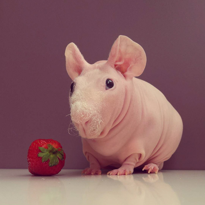 лысая морская свинка позирует с едой