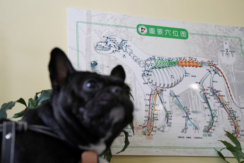 Традиционная медицина: как в Китае лечат домашних животных 