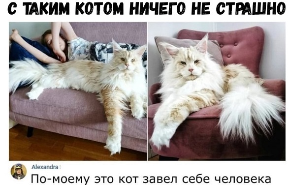 Заведи себе кота! Без кота - жизнь плоха... котом, нового, теперь, раньше, своего, очень, отдать, детей, совсем, победила, магния, переписки, восприимчива, гипнозу, увлекательной, Иначе, мотивам, объяснить, колдуньейТакже, вкусное