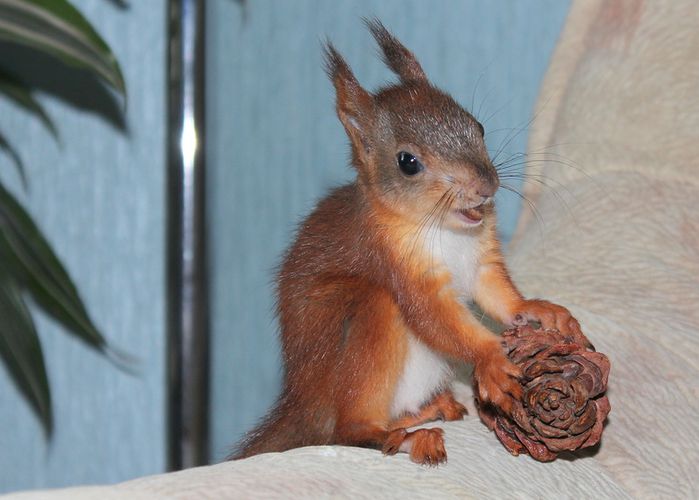 Животные, белка, позитив