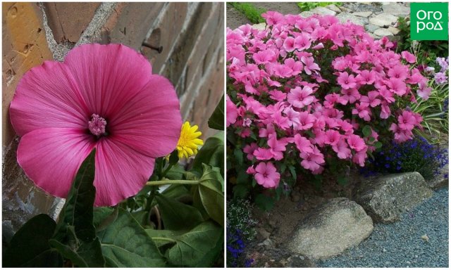 11 однолетних цветов для вашего сада, которые не боятся заморозков 11 однолетних цветов для вашего сада, которые не боятся заморозков цветы