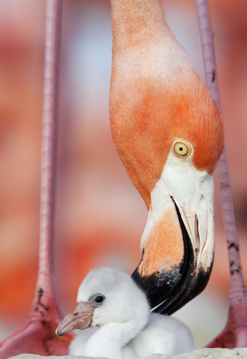 "Уход за птенцом" (фото: Клаудио Контрерас Кооб, Мексика) Wildlife Photographer of the Year, животные, конкурс, мир, победитель, финалист, фотография