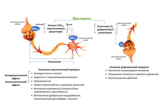 Механизм действия и спектр фармакологической активности буспирона