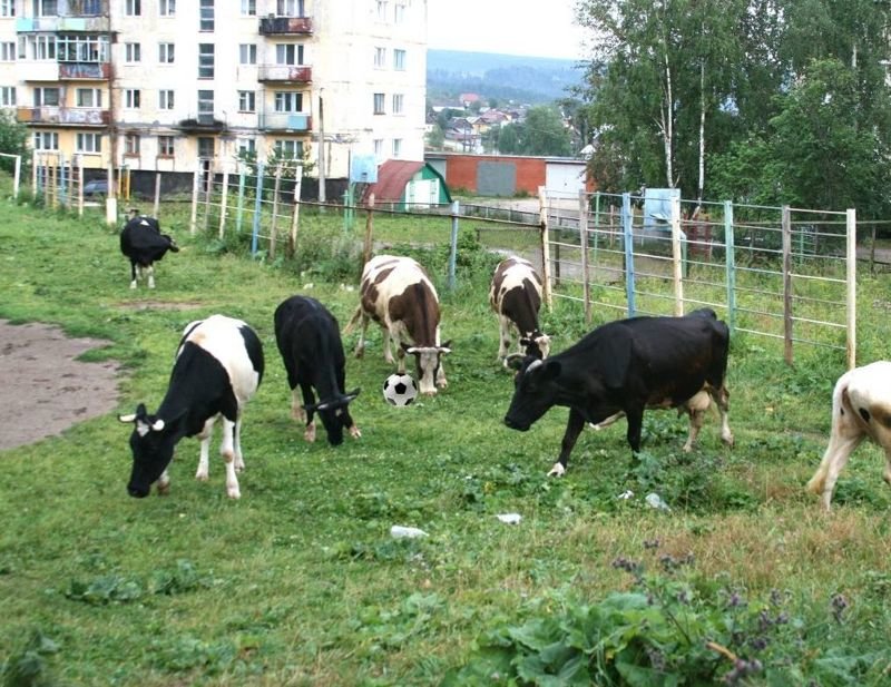 Когда сталкиваются город и деревня: сельская живность на городских улицах город, домашние животные, контраст, село, эстетика