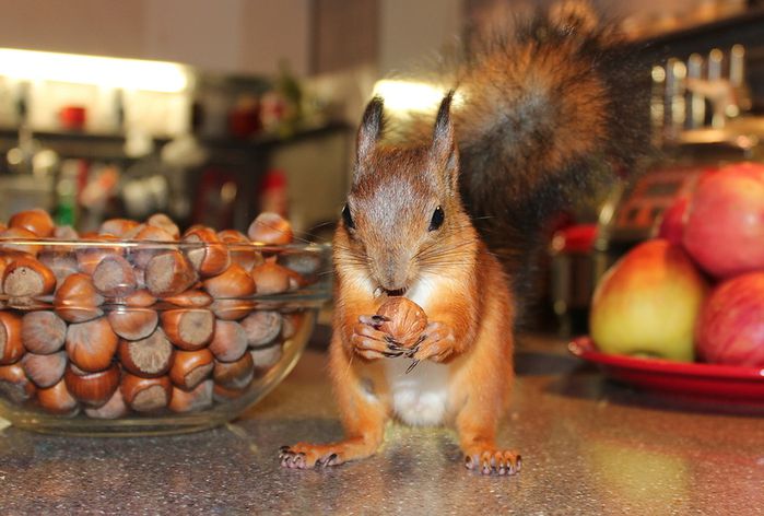 Животные, белка, позитив