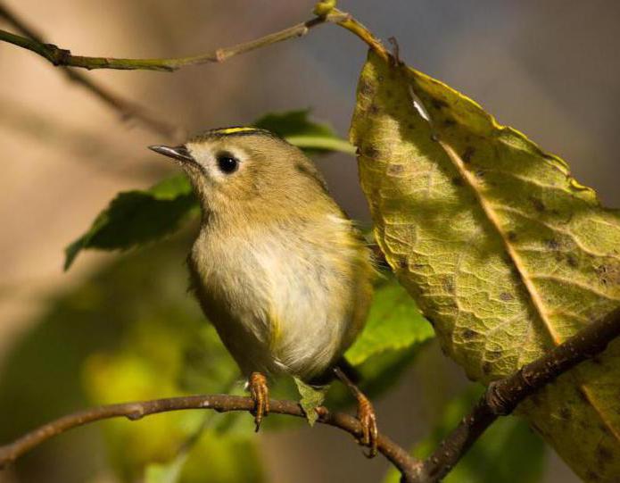 Птица королёк желтоголовый: описание, вес, голос и интересные факты
