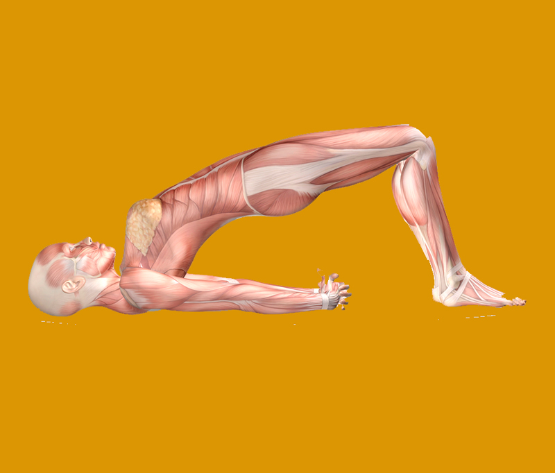 Укрепляем мышцы тазового дна здоровье и красота, мышцы, тазовое дно, упражнения