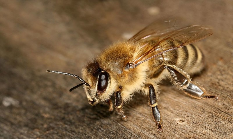 15. Одиночные пчёлы животные, насекомые, пчёлы, факты