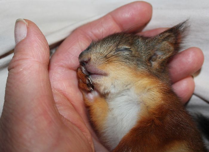 Животные, белка, позитив