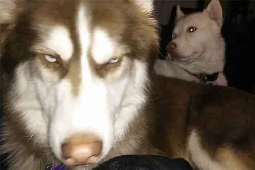 Ми-ми-ми наоборот: Когда животное не в духе животные,фото