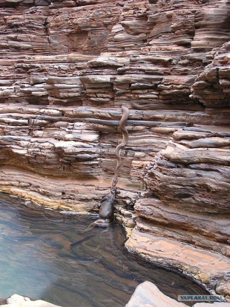 В Австралию ни ногой! В Австралию ни ногой! поездка,страны,туризм,турист