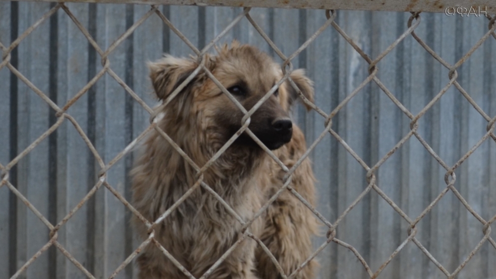 Без улицы, без дома и без приюта: как решают проблему бездомных собак в Новосибирске
