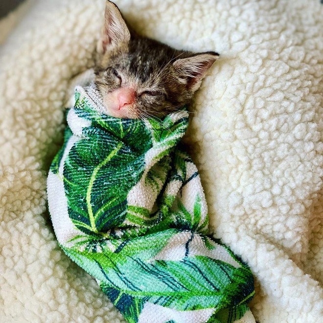 Котенок спит