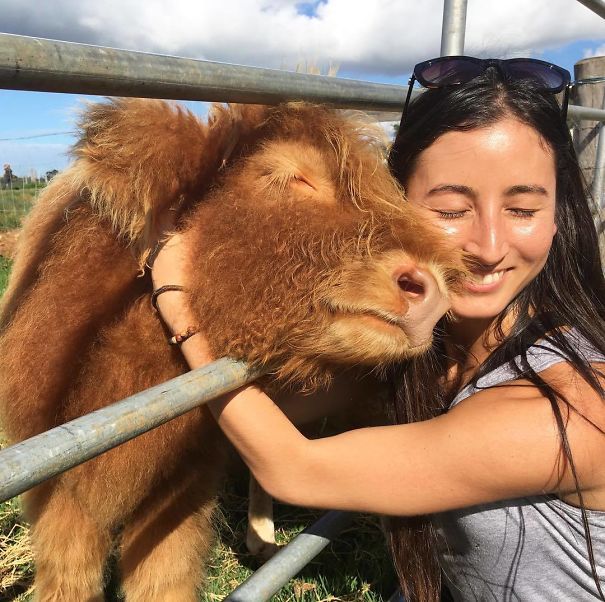 Cows Make Great Companions