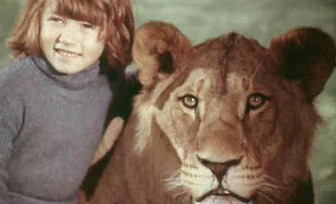 В 1970 году в обычной советской квартире появился лев. Сначала его думали оставить на время, но в итоге он жил 8 лет Берберовых, зоопарка, львенка, Жаркое, приключения, Кинга, стала, сожалению, России», итальянцев, фильме, «Невероятные, видео, художественном, затем, документалистике, снимали, последней В, семьи, история