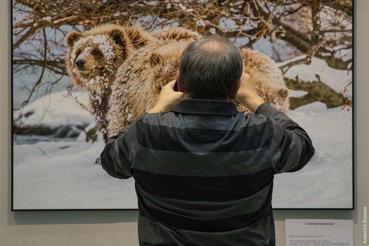 Зверь с человеческим лицом. Краеугольный камень природной фотографии. фотографии, более, фотографий, сколько, будет, очень, этого, больше, лучше, жизни, медведей, снимает, всегда, дикой, просто, который, природы, всего, лучших, момент