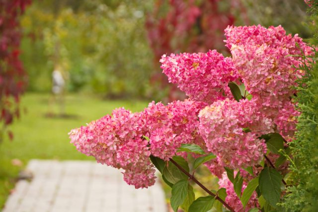 Лучшие сорта гортензии метельчатой c розовыми соцветиями