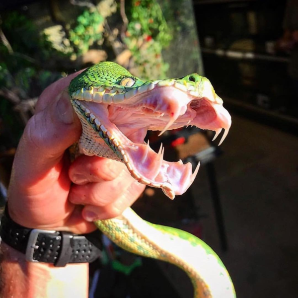 Собакоголовый удав: Пожалуйста, не трогай его! 