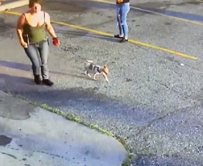 Пес на прогулке