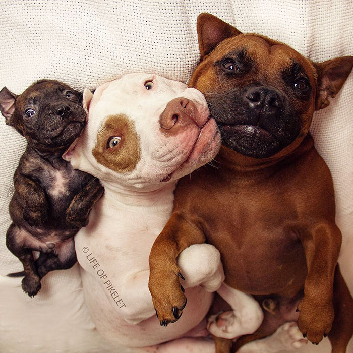 спасенные собаки приняли щенка 