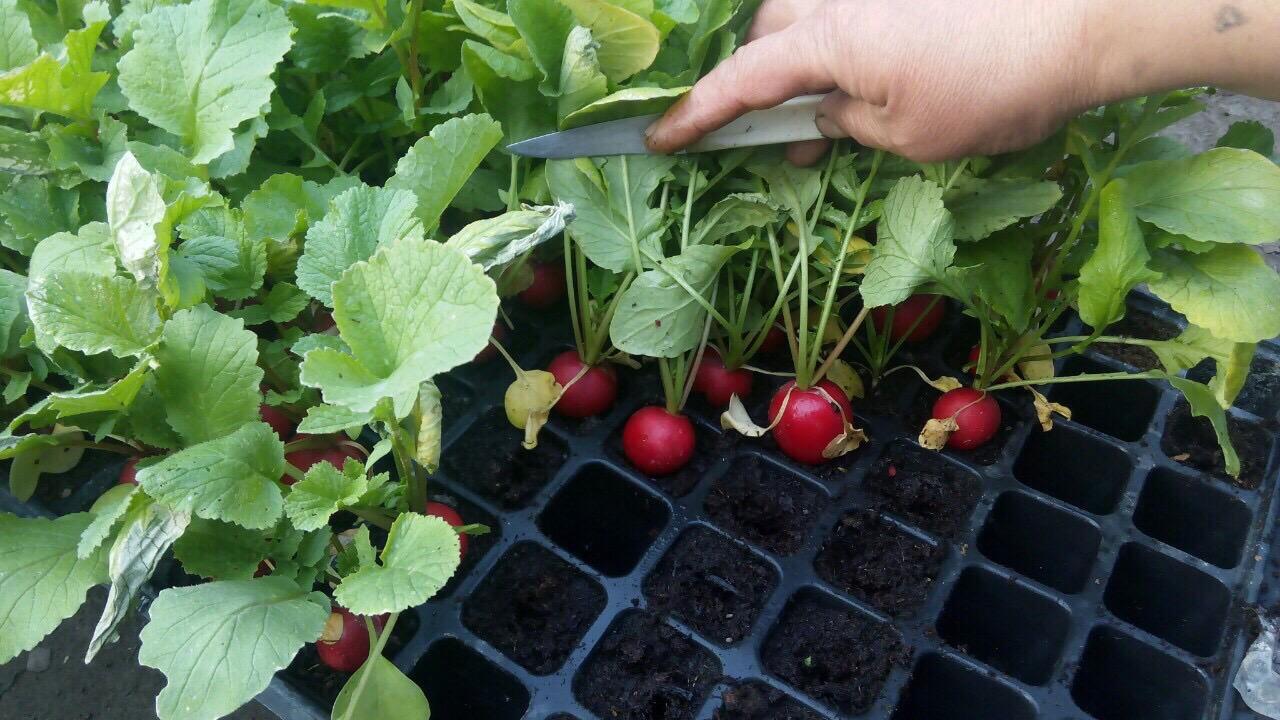 Рассада редиса в контейнере