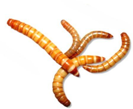 Мучной червь — кто это? Как избавиться от мучных червей