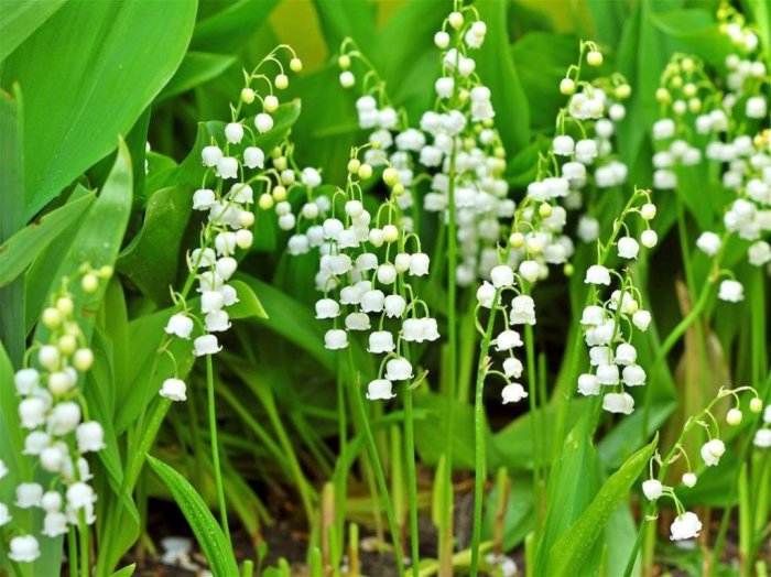 10 красивых растений, которые нельзя сажать у себя в саду ни в коем случае 10 красивых растений, которые нельзя сажать у себя в саду ни в коем случае цветы