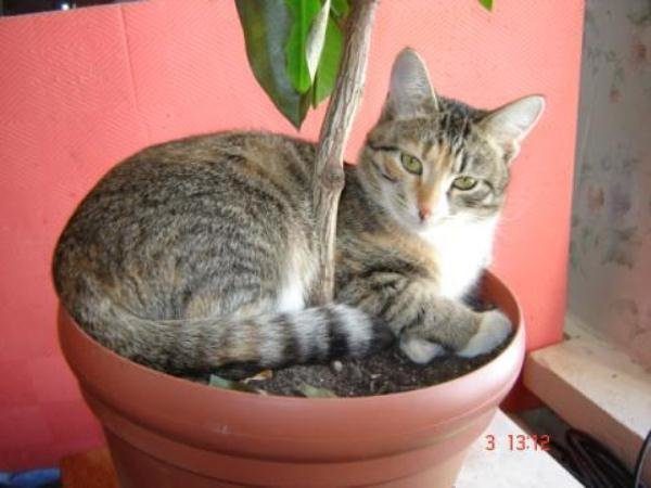 Очаровательные котики