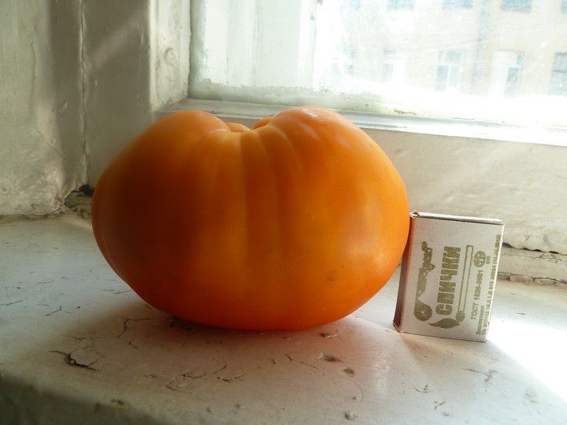 Москва, деревня, фоторепортаж, Россия