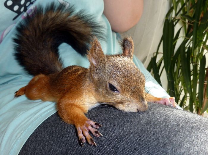 Животные, белка, позитив