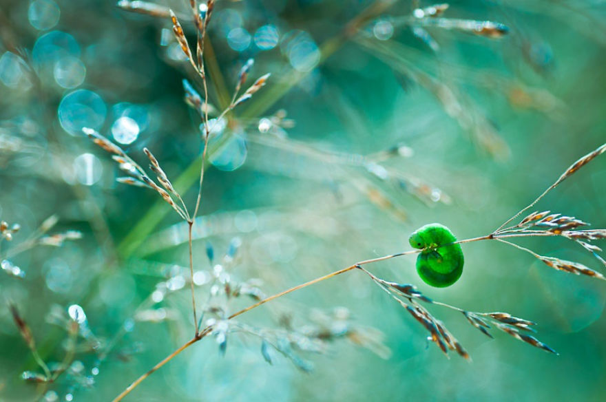 сказочный макро-мир в фотографиях Магда Васичек