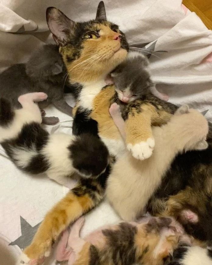 Без кота и жизнь не та