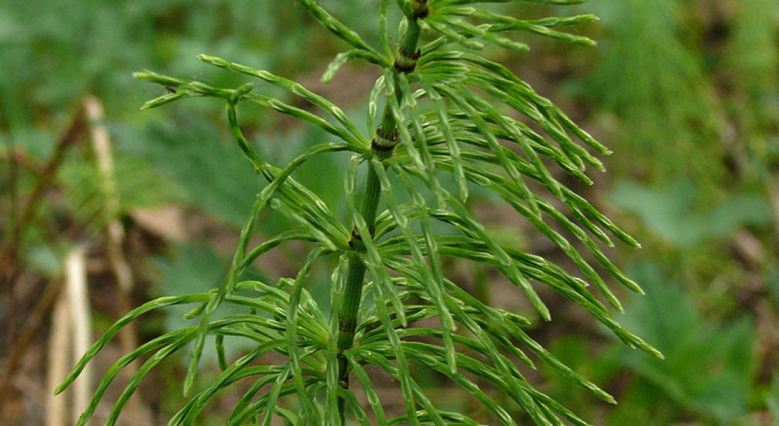 Хвощи хвойные. Хвощ Луговой Хвощевидные. Хвощ Луговой Equisetum pratense. Equisetum pratense Ehrh. – Хвощ Луговой. Хвощ полевой и Лесной.