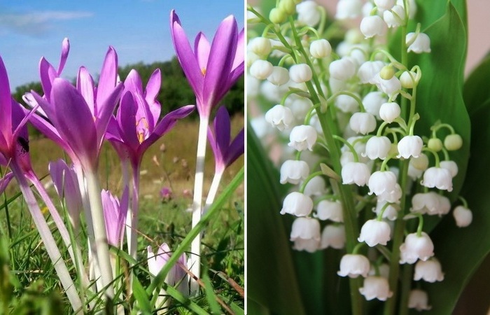 10 красивых растений, которые нельзя сажать у себя в саду ни в коем случае цветы