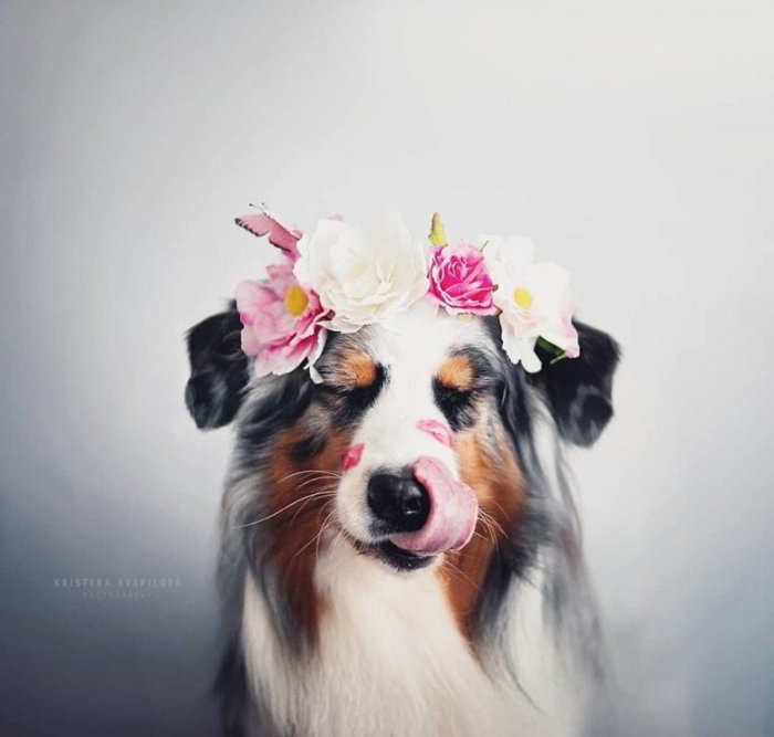 Девушка из Чехии делает потрясающие снимки собак, которые показывают их красоту и эмоциональность наши любимцы