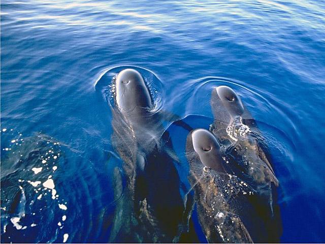 Гринды – это вид дельфинов. Описание вида, фото
