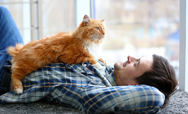 Ученые назвали 5 типов отношений между домашними кошками и человеком Ученые назвали 5 типов отношений между домашними кошками и человеком Культура