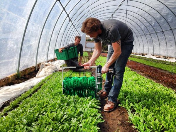 Строим крутую теплицу из труб своими руками