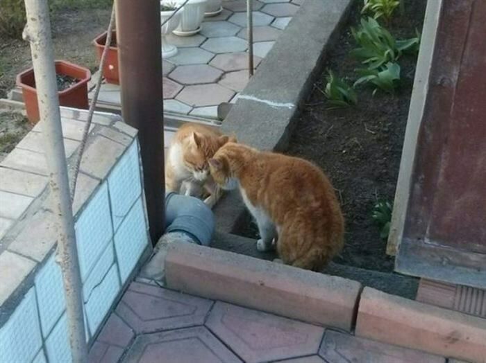 Уморительные коты)) Уморительные коты)) анекдоты,веселье,демотиваторы,приколы,юмор