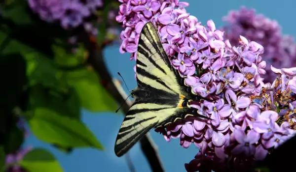 Сиреневая трава