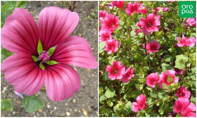 11 однолетних цветов для вашего сада, которые не боятся заморозков 11 однолетних цветов для вашего сада, которые не боятся заморозков цветы