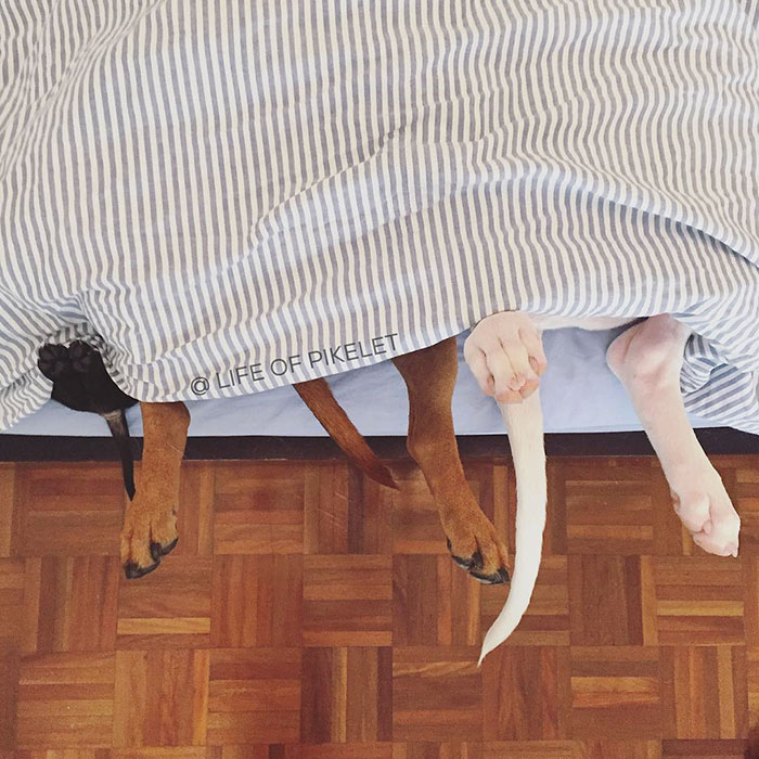 спасенные собаки приняли щенка