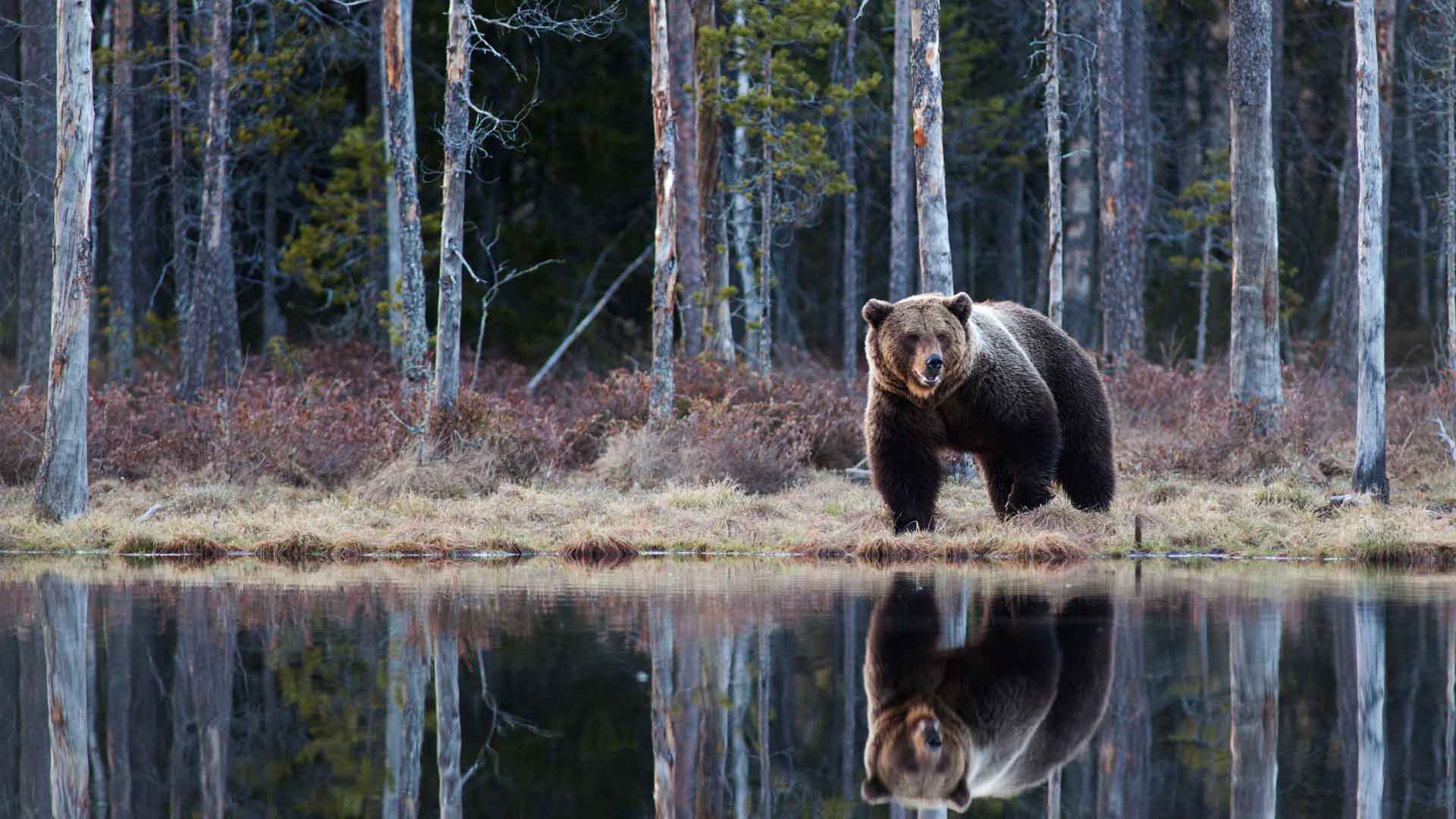 Медведь в спячке