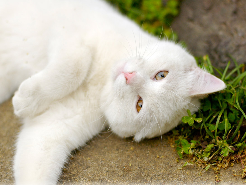 Как вывести блох у кошки домашние животные,наши любимцы