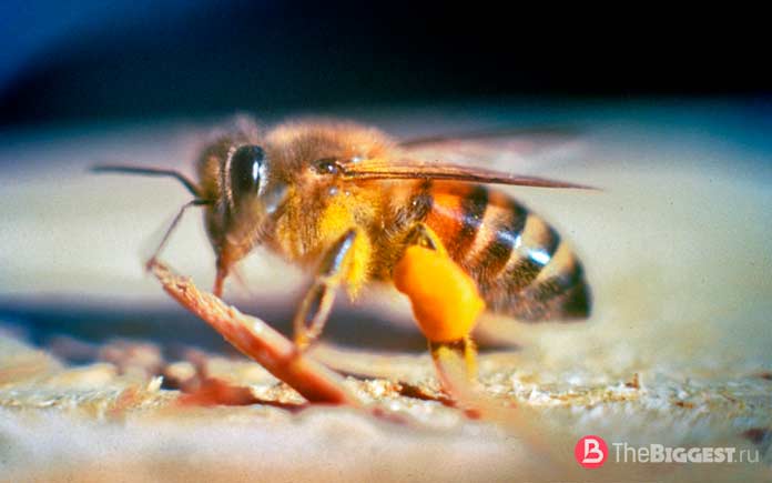 Состав пчелиного яда