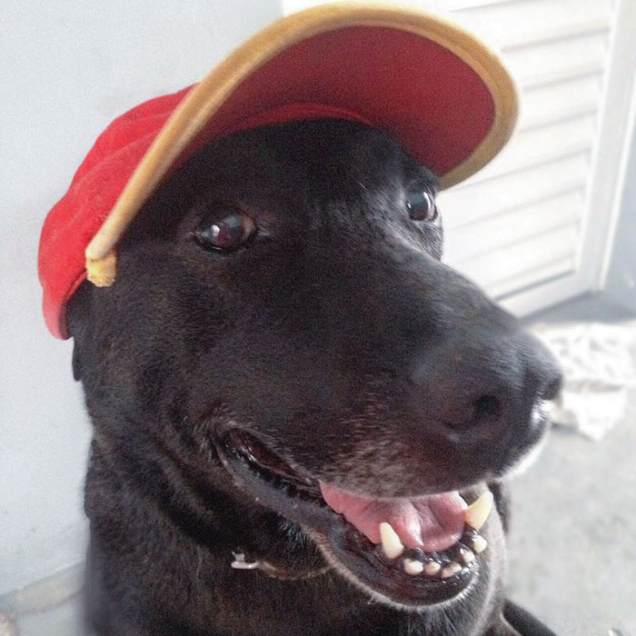 abandoned-dog-gas-station-employee-negao-brazil-1