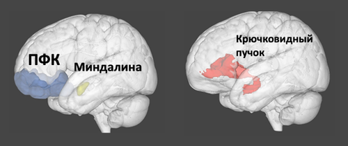 Анатомия крючковидного пучка